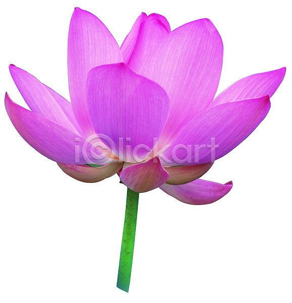 사람없음 JPG 포토 꽃 꽃잎 누끼 분홍색 수중동물 수중식물 식물 연꽃(꽃) 컬러 한송이 화초