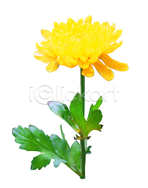 사람없음 JPG 포토 국화 꽃 노란색 누끼 대국 식물 컬러 한송이 화초
