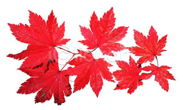 사람없음 JPG 포토 가을(계절) 계절 나뭇가지 나뭇잎 낙엽 누끼 단풍 단풍나무 식물 여러개 잎 주황색 컬러