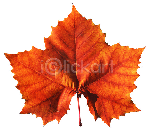 사람없음 JPG 포토 가을(계절) 갈색 계절 나뭇잎 낙엽 누끼 단풍 식물 잎 컬러 한개