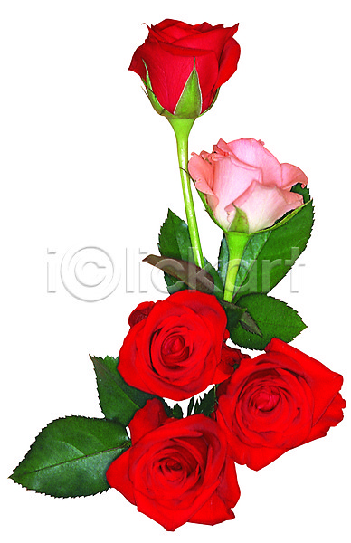 사람없음 JPG 포토 꽃 꽃꽂이 누끼 분홍색 빨간색 식물 여러송이 잎 장미 장식 컬러 코사지 화초