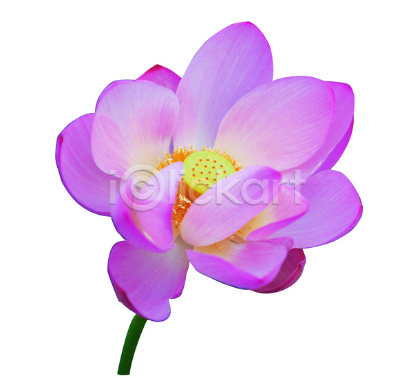 사람없음 JPG 포토 꽃 꽃술(꽃) 꽃잎 누끼 분홍색 수중동물 수중식물 식물 연꽃(꽃) 컬러 한송이 화초