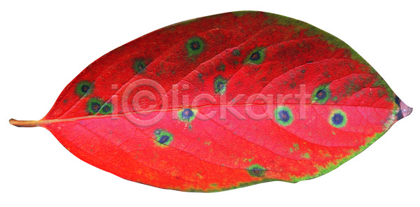 사람없음 JPG 포토 가을(계절) 계절 나뭇잎 낙엽 누끼 단풍 벌레먹은 식물 잎 잎맥 주황색 컬러 한개