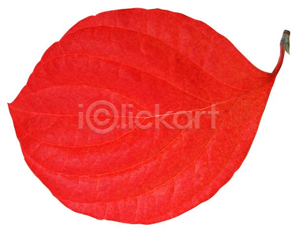 사람없음 JPG 포토 가을(계절) 계절 나뭇잎 낙엽 누끼 단풍 식물 잎 잎맥 주황색 컬러 한개