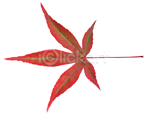 사람없음 JPG 포토 가을(계절) 계절 나뭇잎 낙엽 누끼 단풍 단풍나무 식물 잎 주황색 컬러 한개