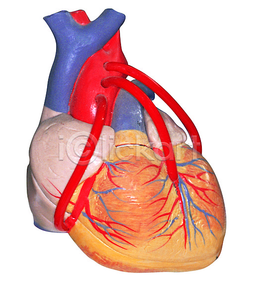 사람없음 JPG 포토 기계 기구 내장 누끼 도구 모형 병원 신체 실내 심장 오브젝트 의료기기 의료용품 인체모형 장기(의학) 치료 한개 혈관