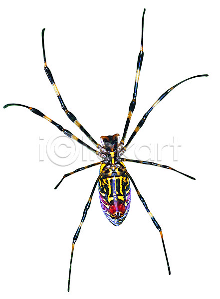 사람없음 JPG 포토 거미 곤충 누끼 다리(신체부위) 동물 무늬 벌레 절지류 한마리