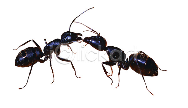 사람없음 JPG 포토 개미 검은색 곤충 누끼 다리(신체부위) 더듬이 동물 두마리 벌레 싸움 절지류 컬러