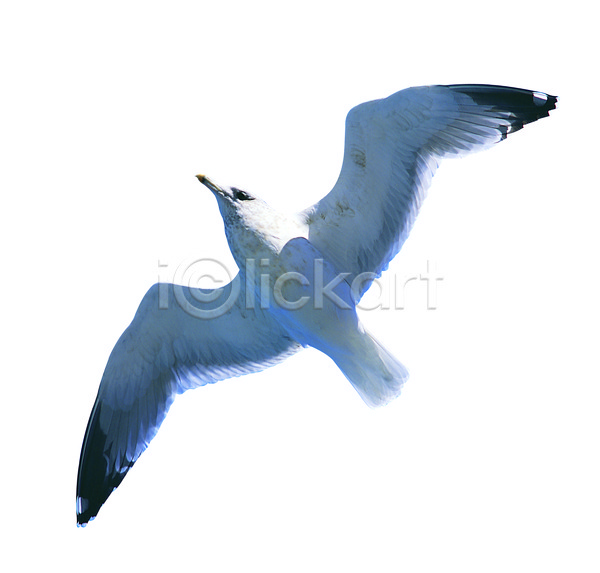 사람없음 JPG 로우앵글 포토 갈매기 날개(비행) 날갯짓 누끼 동물 비행 야생동물 조류 척추동물 컬러 한마리 흰색