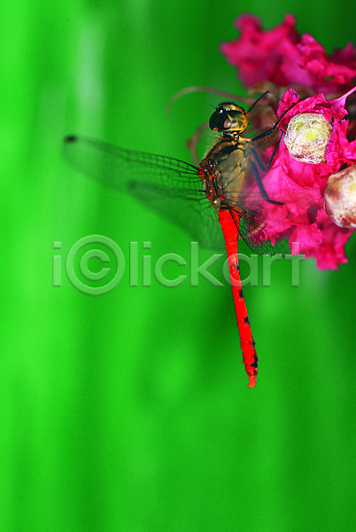 사람없음 JPG 근접촬영 아웃포커스 포토 고추잠자리(잠자리) 곤충 꽃 날개(비행) 동물 벌레 빨간색 앉기 야외 자연 잠자리 절지류 주간 컬러 한마리 화초