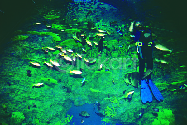 사람 한명 JPG 포토 다수 동물 바다 바다동물 바닷속 생태계 수중 수중사진 스쿠버다이버 스쿠버다이빙 어류 여러마리 자연 잠수 잠수부 해저