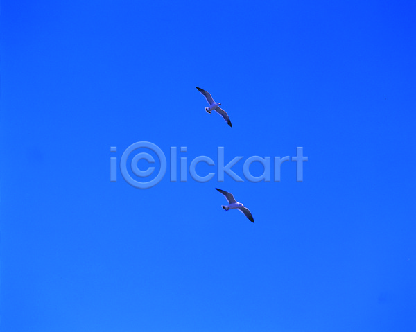 사람없음 JPG 로우앵글 포토 갈매기 공중 동물 두마리 비행 야생동물 야외 자연 조류 주간 척추동물 컬러 파란색 풍경(경치) 하늘