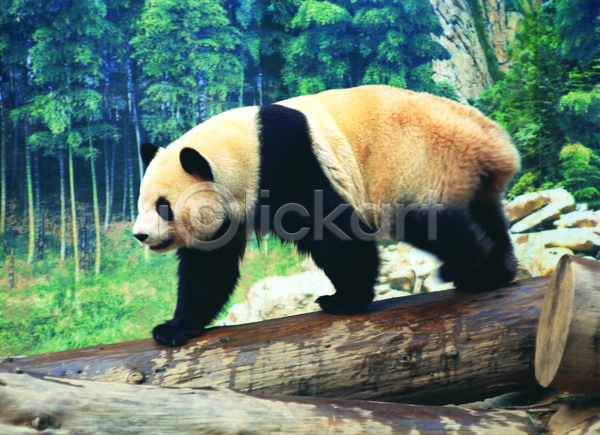 이동 사람없음 JPG 포토 걷기 곰 나무 동물 숲 숲속 식물 야생동물 야외 육지동물 자연 주간 척추동물 통나무 판다 포유류 한마리