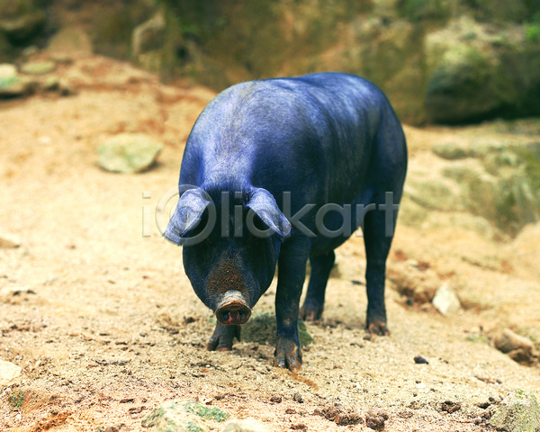사람없음 JPG 아웃포커스 포토 가축 동물 돼지 땅 방목 야외 육지동물 주간 척추동물 축산업 포유류 한마리 흙