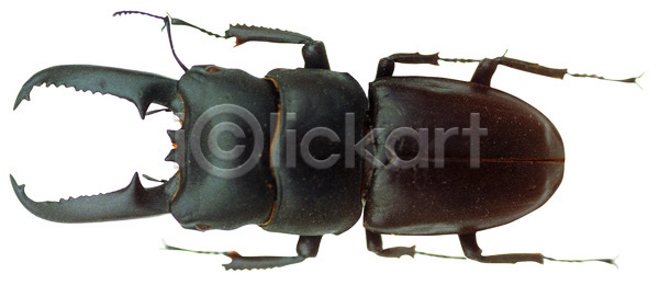 사람없음 JPG 포토 검은색 곤충 국내포토 넓적사슴벌레 누끼 다리 더듬이 동물 딱정벌레 벌레 사슴벌레 절지류 집게 컬러 한마리