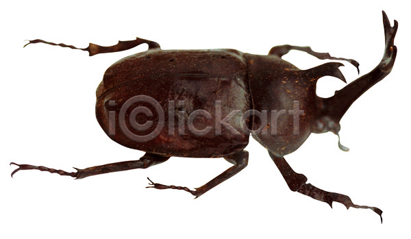사람없음 JPG 포토 곤충 누끼 다리(신체부위) 더듬이 동물 딱정벌레 벌레 뿔 수컷 장수풍뎅이 절지류 풍뎅이 한마리