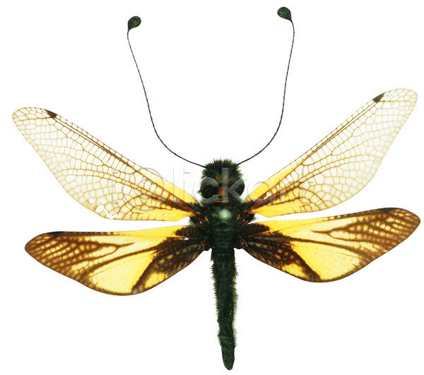 사람없음 JPG 포토 곤충 꼬리 날개(비행) 노란색 노랑뿔잠자리 누끼 더듬이 동물 벌레 뿔잠자리 잠자리 절지류 컬러 한마리