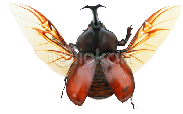 사람없음 JPG 포토 곤충 날개(비행) 누끼 다리(신체부위) 더듬이 동물 딱정벌레 벌레 뿔 수컷 장수풍뎅이 절지류 풍뎅이 한마리