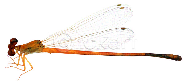 사람없음 JPG 포토 곤충 꼬리 날개(비행) 누끼 동물 벌레 잠자리 절지류 한마리
