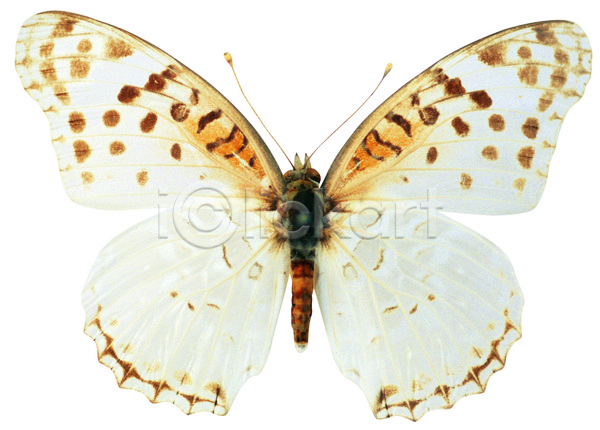 사람없음 JPG 포토 곤충 나방 나비 날개(비행) 누끼 더듬이 동물 무늬 벌레 절지류 컬러 한마리 흰색