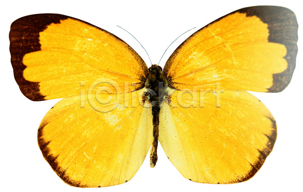 사람없음 JPG 포토 곤충 극남노랑나비 나비 날개(비행) 노란색 누끼 더듬이 동물 무늬 벌레 절지류 컬러 한마리