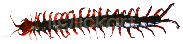 사람없음 JPG 포토 곤충 국내포토 누끼 다리 더듬이 독약 동물 무척추동물 벌레 절지류 지네 한마리