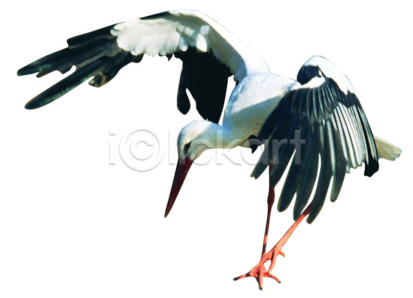 사람없음 JPG 포토 날개(비행) 날갯짓 누끼 동물 부리 비행 야생동물 조류 척추동물 천연기념물 철새 컬러 학 한마리 흰색