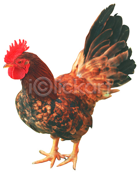 사람없음 JPG 포토 가축 깃털 꼬리 누끼 닭 닭벼슬 동물 수컷 수탉 양계 양계장 육지동물 조류 척추동물 한마리