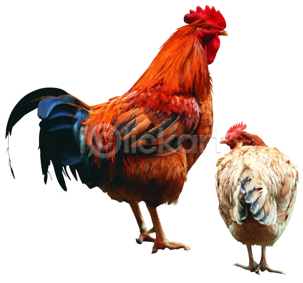 사람없음 JPG 포토 가축 누끼 닭 닭벼슬 동물 두마리 수컷 수탉 암컷 암탉 양계 양계장 육지동물 조류 척추동물 한쌍
