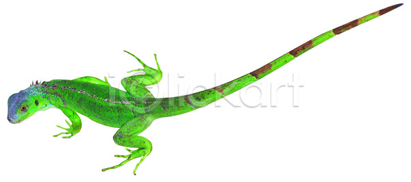 사람없음 JPG 포토 국내포토 꼬리 누끼 도마뱀 동물 야생동물 육지동물 이구아나 척추동물 초록색 컬러 파충류 한마리