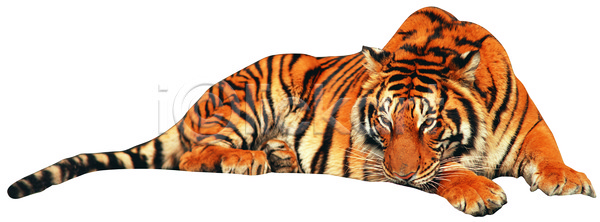 사람없음 JPG 포토 국내포토 누끼 동물 맹수 앉기 야생동물 엎드리기 육식동물 육지동물 줄무늬 척추동물 포유류 한마리 호랑이 황호