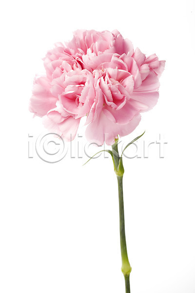 감사 사람없음 JPG 포토 기념일 꽃 누끼 분홍색 스튜디오촬영 식물 실내 어버이날 촬영 카네이션 한송이