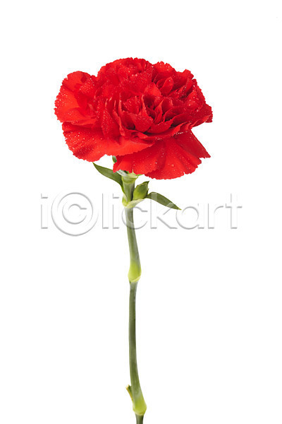 감사 사람없음 JPG 포토 기념일 꽃 누끼 빨간색 스튜디오촬영 식물 실내 어버이날 촬영 카네이션 한송이