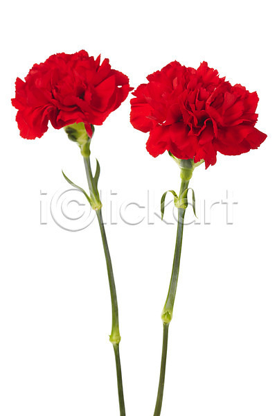 감사 사람없음 JPG 포토 기념일 꽃 누끼 두송이 빨간색 스튜디오촬영 식물 실내 어버이날 촬영 카네이션