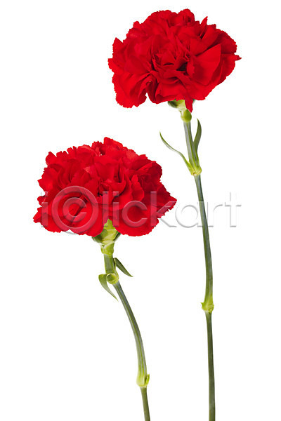 감사 사람없음 JPG 포토 기념일 꽃 누끼 두송이 빨간색 스튜디오촬영 식물 실내 어버이날 촬영 카네이션