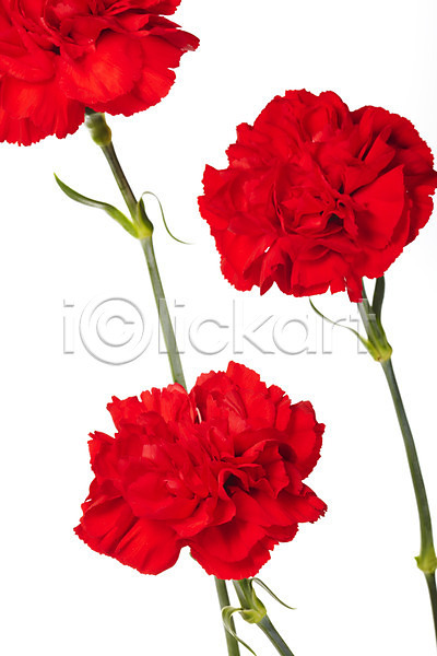 감사 사람없음 JPG 포토 기념일 꽃 누끼 빨간색 스튜디오촬영 식물 실내 어버이날 촬영 카네이션