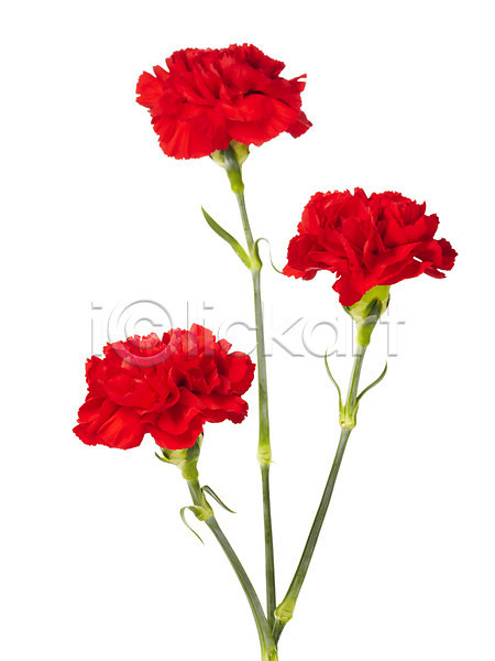 감사 사람없음 JPG 포토 기념일 꽃 누끼 빨간색 스튜디오촬영 식물 실내 어버이날 촬영 카네이션