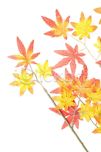 사람없음 JPG 포토 가을(계절) 계절 나무 나뭇가지 나뭇잎 누끼 단풍 단풍나무 스튜디오촬영 식물 실내 오브젝트 잎 컨셉