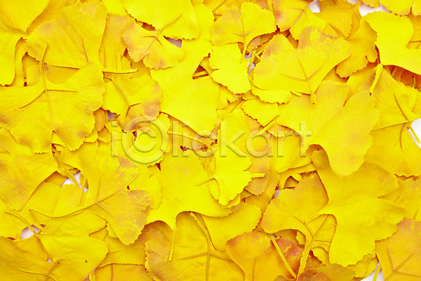 사람없음 JPG 포토 하이앵글 가을(계절) 계절 나뭇잎 낙엽 노란색 백그라운드 스튜디오촬영 식물 실내 오브젝트 은행잎 잎 컨셉 컬러