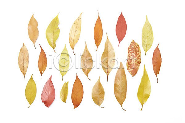 사람없음 JPG 포토 하이앵글 가을(계절) 계절 나뭇잎 낙엽 누끼 단풍 스튜디오촬영 식물 실내 여러개 오브젝트 일렬 잎 컨셉