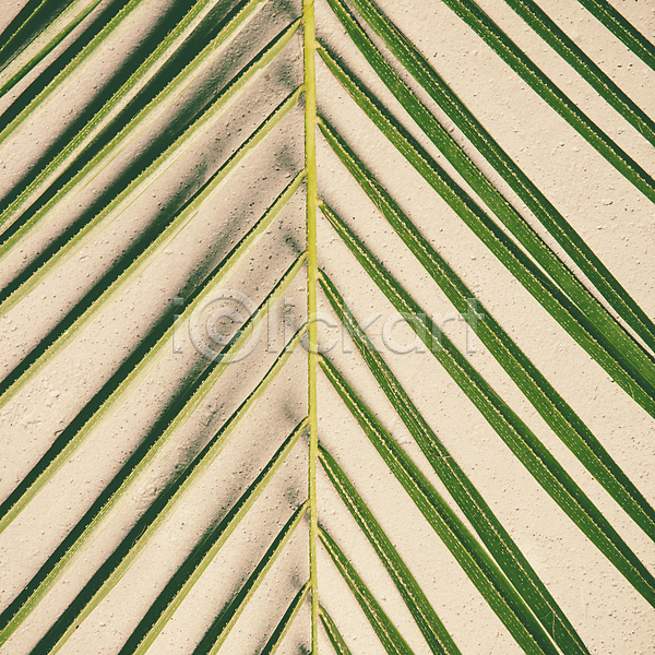 사람없음 JPG 근접촬영 포토 해외이미지 갈색배경 실내 야자수잎 잎 해외202004