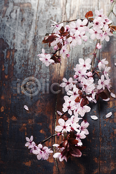사람없음 JPG 포토 해외이미지 꽃잎 나무배경 나뭇가지 벚꽃 봄꽃 실내 해외202004