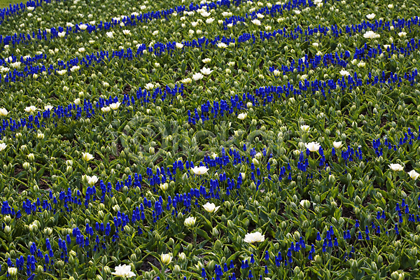 사람없음 JPG 포토 해외이미지 꽃밭 야외 잎 튤립 해외202004