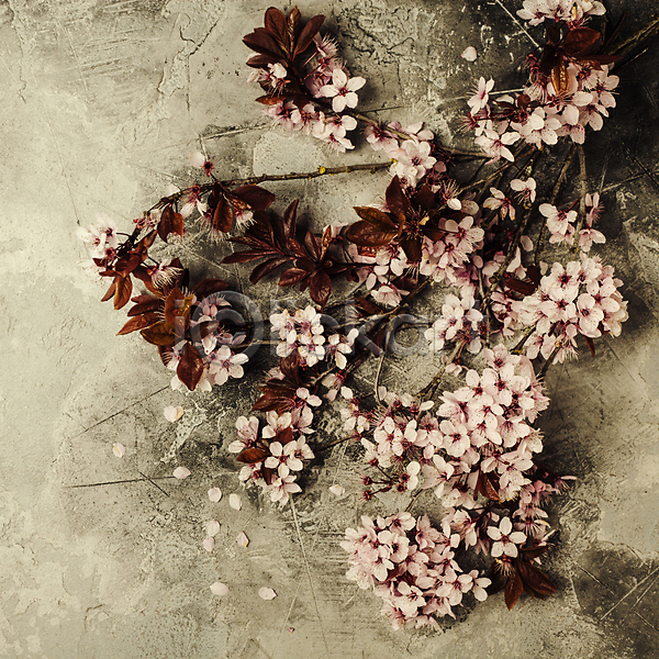 사람없음 JPG 포토 해외이미지 꽃잎 나뭇가지 벚꽃 봄꽃 실내 잎 해외202004 회색배경