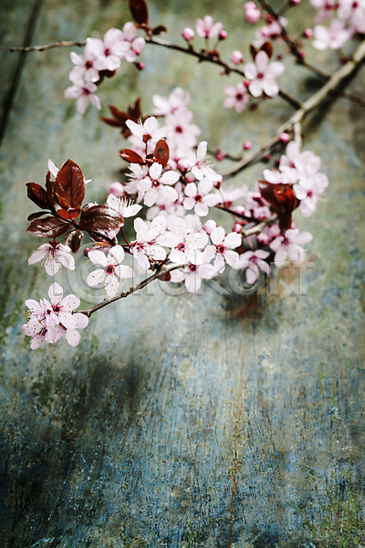 사람없음 JPG 아웃포커스 포토 해외이미지 나무배경 나뭇가지 벚꽃 봄꽃 실내 잎 해외202004