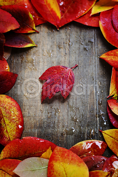 사람없음 JPG 포토 하이앵글 해외이미지 가을(계절) 나무탁자 단풍잎 물방울 카피스페이스 해외202004