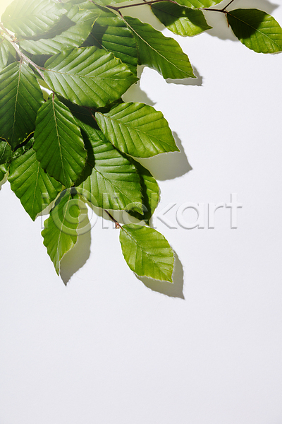 사람없음 JPG 포토 해외이미지 나뭇잎 백그라운드 실내 카피스페이스 해외202004 흰배경