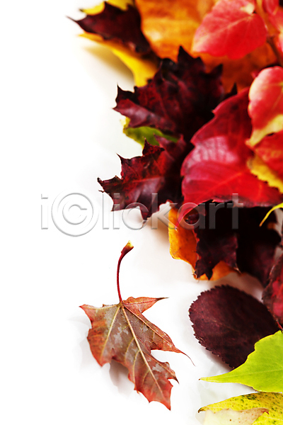 사람없음 JPG 포토 해외이미지 가을(계절) 단풍잎 실내 카피스페이스 해외202004 흰배경