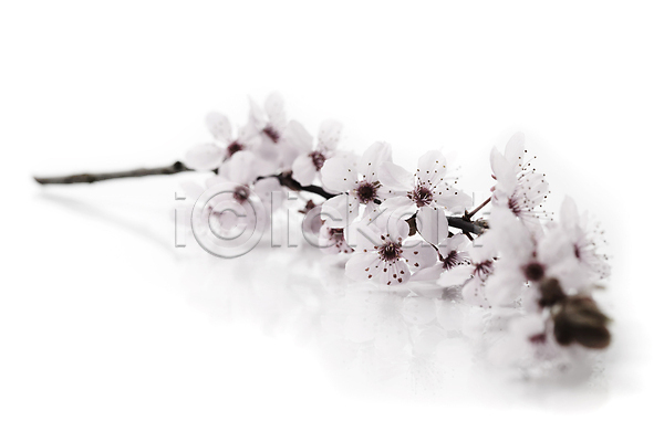 사람없음 JPG 포토 해외이미지 나뭇가지 벚꽃 봄꽃 실내 해외202004 흰배경