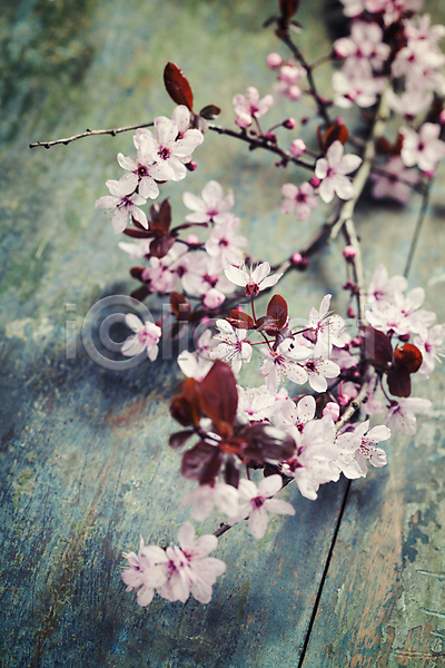 사람없음 JPG 아웃포커스 포토 해외이미지 나무배경 나뭇가지 벚꽃 봄꽃 실내 잎 해외202004
